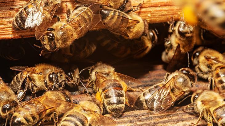 Arılar hakkında eğlenceli bilgiler