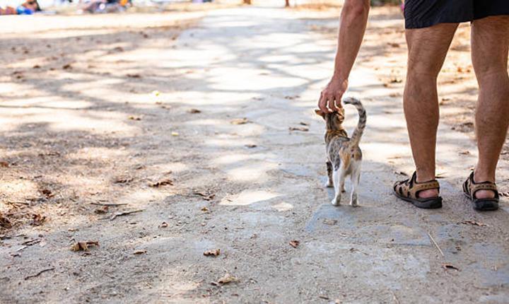 4 EKİM HAYVANLARI KORUMA GÜNÜ MESAJLARI