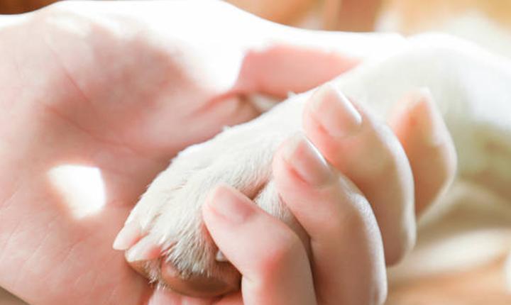 4 Ekim ne günü: 4 Ekim Hayvanları Koruma Günü mesajları, sözleri