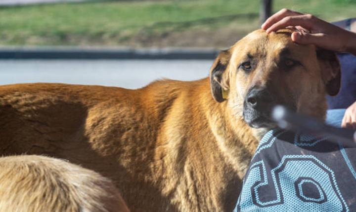 4 Ekim ne günü: 4 Ekim Hayvanları Koruma Günü mesajları, sözleri