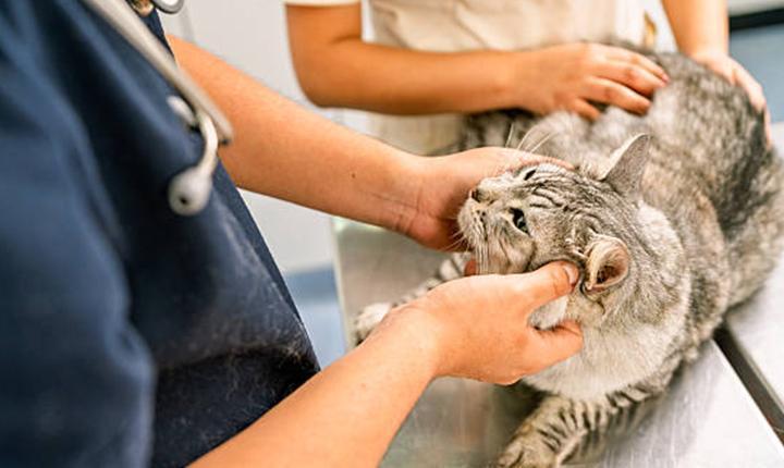 4 Ekim ne günü: 4 Ekim Hayvanları Koruma Günü mesajları, sözleri