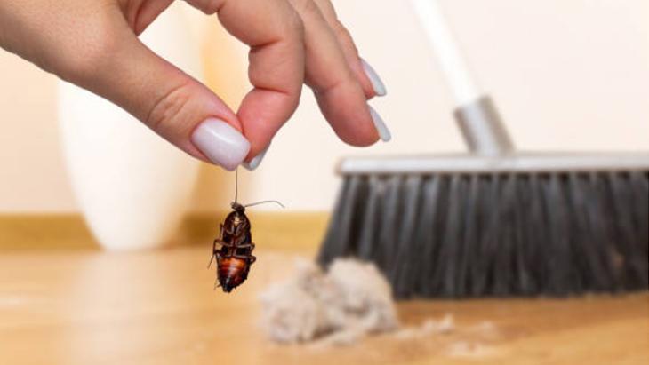 Hamam böceklerine son veren formül Çinden geldi Anında kaçırıyor, karıştırıp silin