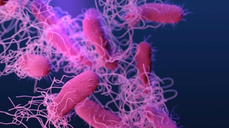 Salmonella nedir? Gıda zehirlenmesine karşı aşı geliştiriliyor – Teknoloji Haberleri