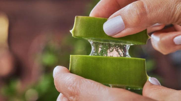Her derde deva aloe vera Özünü çıkarmanın en basit yolu: Sarı jelsiz asla olmaz