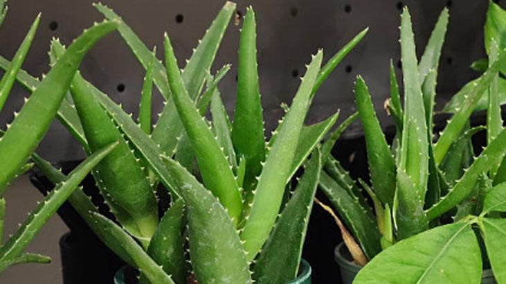 Her derde deva aloe vera Özünü çıkarmanın en basit yolu: Sarı jelsiz asla olmaz