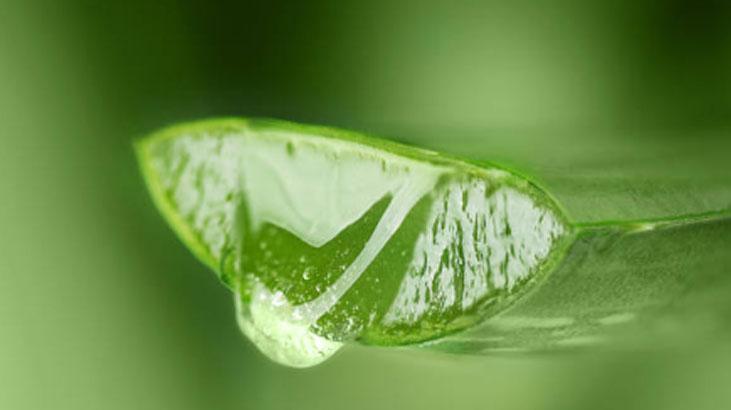 Her derde deva aloe vera Özünü çıkarmanın en basit yolu: Sarı jelsiz asla olmaz