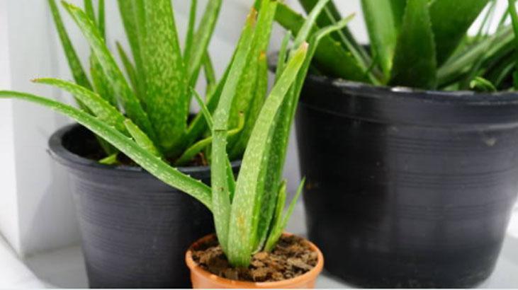 Her derde deva aloe vera Özünü çıkarmanın en basit yolu: Sarı jelsiz asla olmaz
