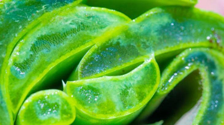 Her derde deva aloe vera Özünü çıkarmanın en basit yolu: Sarı jelsiz asla olmaz