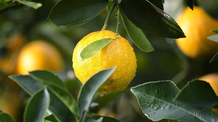 Baş ucuna limon koyan yorgunluğu unutuyor Korelilerin uyku sırrı, mışıl mışıl uyutuyor Baş ucuna limon koyan yorgunluğu unutuyor Korelilerin uyku sırrı, mışıl mışıl uyutuyor