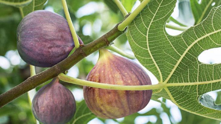 He who puts figs in milk does not know how to get sick. The bones will be like a castle, literally like medicine.