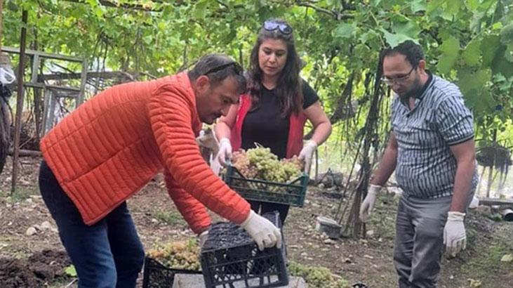 Muğla'da yetkililer harekete geçti! Yasaklı madde tespit edildi üzümler toplatıldı