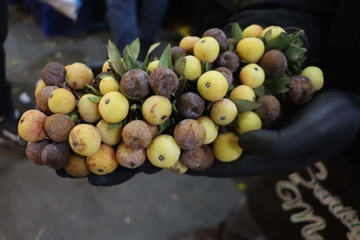 2 yılda bir yetişiyor, çürüdükçe değerleniyor Kilosu 300 TL: İkram ediyoruz ve ertesi gün gelip alıyorlar 2 yılda bir yetişiyor, çürüdükçe değerleniyor Kilosu 300 TL: İkram ediyoruz ve ertesi gün gelip alıyorlar