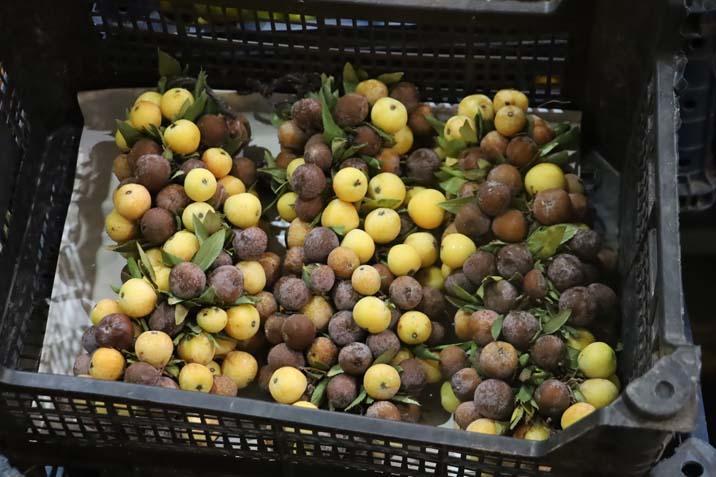 2 yılda bir yetişiyor, çürüdükçe değerleniyor Kilosu 300 TL: İkram ediyoruz ve ertesi gün gelip alıyorlar 2 yılda bir yetişiyor, çürüdükçe değerleniyor Kilosu 300 TL: İkram ediyoruz ve ertesi gün gelip alıyorlar