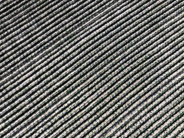 Ege’de yağmur 120 gün sonra çiftçiye nefes oldu 4 aylık susuzluk sona erdi