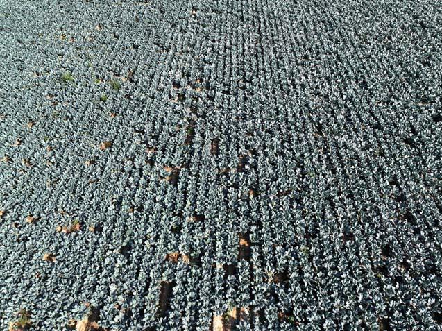 Ege’de yağmur 120 gün sonra çiftçiye nefes oldu 4 aylık susuzluk sona erdi