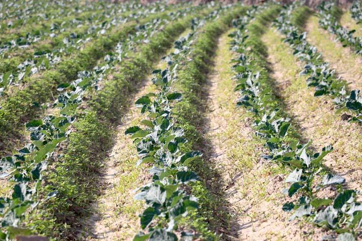 Ege’de yağmur 120 gün sonra çiftçiye nefes oldu 4 aylık susuzluk sona erdi