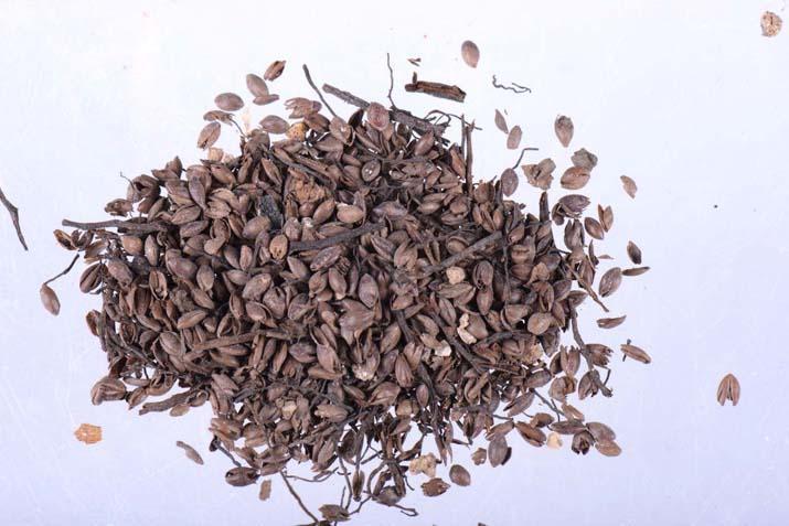 Tam 700 yıllık ‘Türkiyedeki kazılarda ilk defa bu kadar yoğun şekilde karşılaştık’