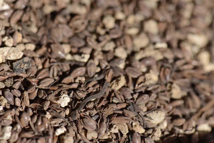 Tam 700 yıllık ‘Türkiyedeki kazılarda ilk defa bu kadar yoğun şekilde karşılaştık’