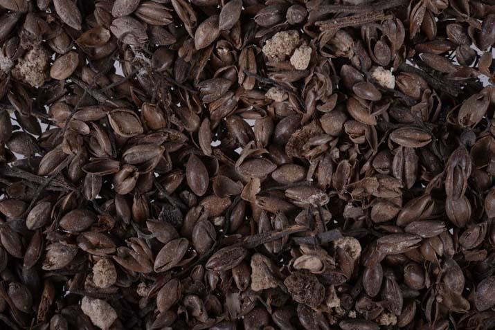 Tam 700 yıllık ‘Türkiyedeki kazılarda ilk defa bu kadar yoğun şekilde karşılaştık’