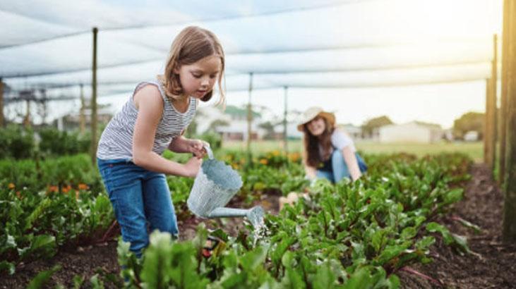 Ne ilaç ne gübre 40 yıllık bahçıvan küçücük folyoyla hasadı 5 katına çıkardı