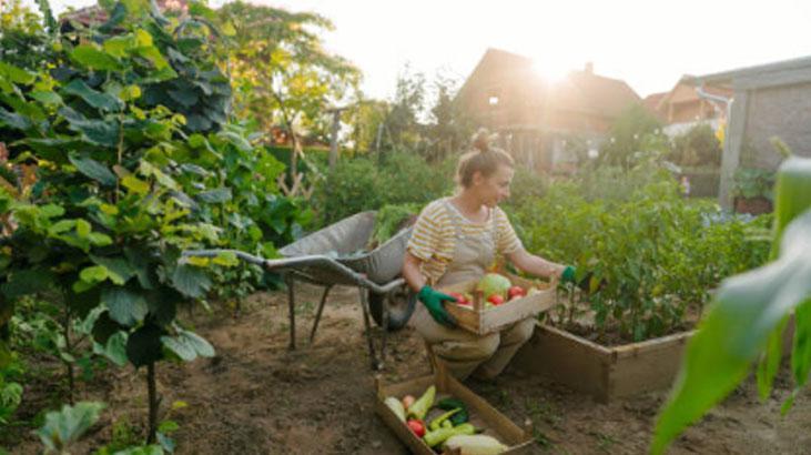 Ne ilaç ne gübre 40 yıllık bahçıvan küçücük folyoyla hasadı 5 katına çıkardı
