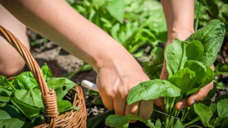Ne ilaç ne gübre 40 yıllık bahçıvan küçücük folyoyla hasadı 5 katına çıkardı