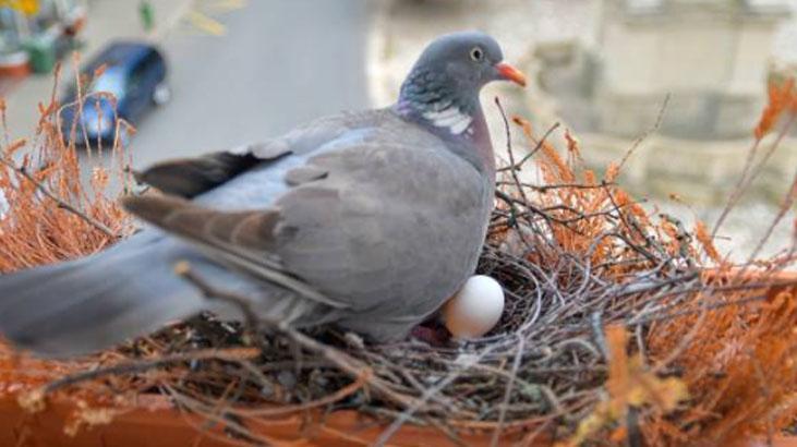 Bu bitkinin kokusuna dayanamıyorlar Balkona koyun, kuş işgali bitsin