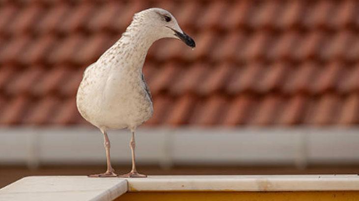 Bu bitkinin kokusuna dayanamıyorlar Balkona koyun, kuş işgali bitsin