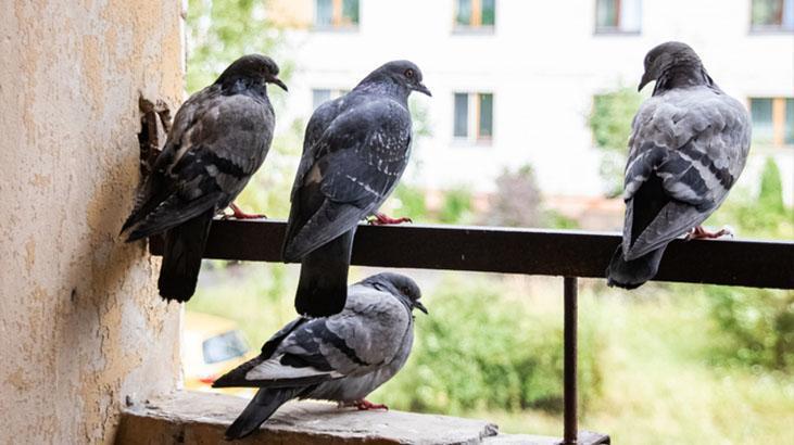 Bu bitkinin kokusuna dayanamıyorlar Balkona koyun, kuş işgali bitsin