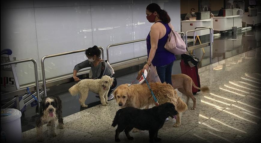 Avrupa Adalet Divanı, uçuşlarda evcil hayvanı 'bagaj' olarak sınıflandırdı
