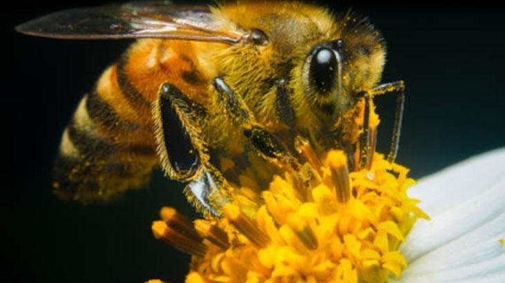 Bağışıklığı beton gibi güçlendiren süper besin Bir tutamı yeter, gücü kovandan geliyor