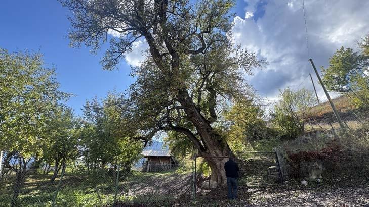 Dededen toruna 11 asırlık miras Duyan görmek için geliyor