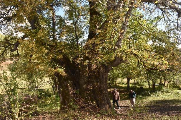 Dededen toruna 11 asırlık miras Duyan görmek için geliyor