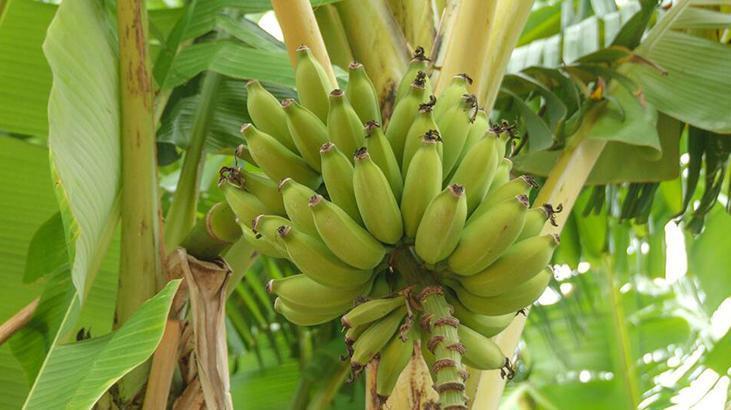 Sarı kabuğu var diye yıkamadan yemeyin Dışındaki bakteri içine böyle sızıyor