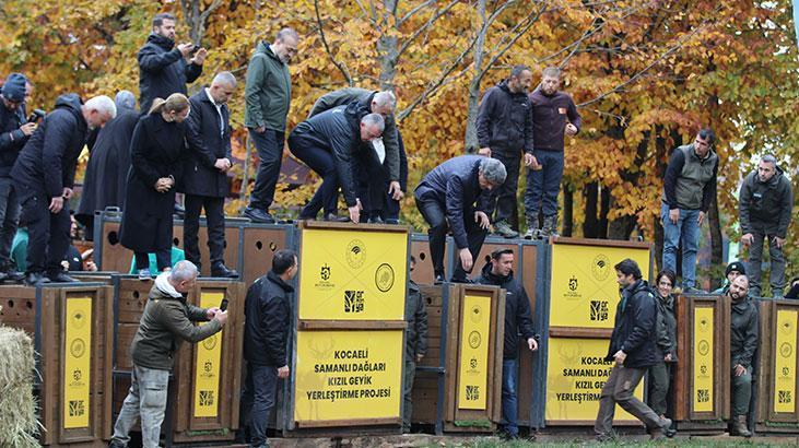 Görüntüler Kocaeli'den! 7 kızılgeyik daha doğaya bırakıldı