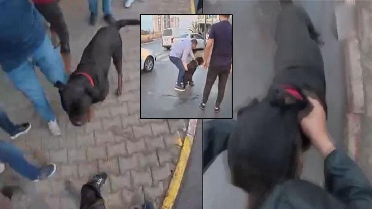 Ağızlıksız gezdirilen köpek önce kadına, sonra kuryeye saldırdı