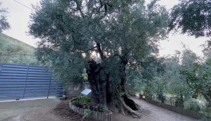 3 bin yıllık ayrıcalık Evinin penceresinden izleyerek güne başlıyor