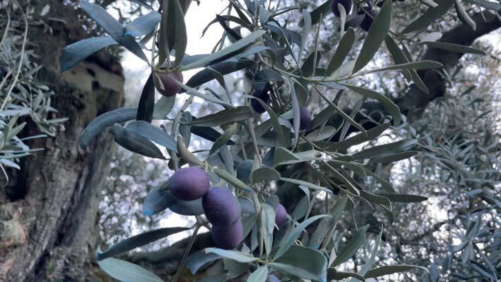 3 bin yıllık ayrıcalık Evinin penceresinden izleyerek güne başlıyor