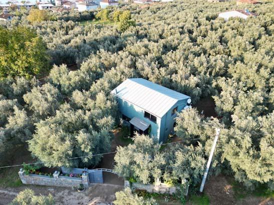 ‘YILDA ORTALAMA 150 KİLO MAHSUL VERİYOR’