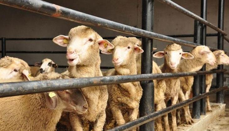 KURBAN BAYRAMI 2026 NE ZAMAN