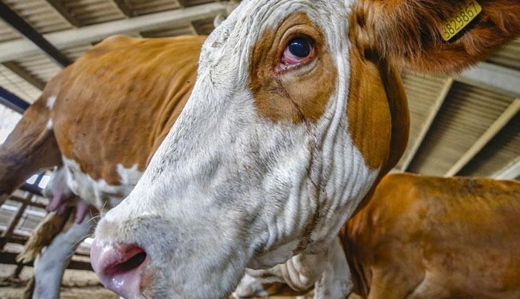 KURBAN BAYRAMI ÖNEMİ