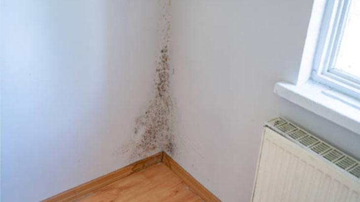 Dolaba kestane koyun, rutubet ve güvelerle vedalaşın Ukraynalıların sırrı Dolaba kestane koyun, rutubet ve güvelerle vedalaşın Ukraynalıların sırrı