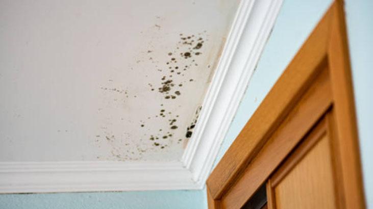 Dolaba kestane koyun, rutubet ve güvelerle vedalaşın Ukraynalıların sırrı Dolaba kestane koyun, rutubet ve güvelerle vedalaşın Ukraynalıların sırrı