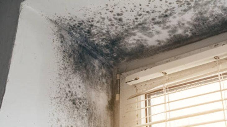 Dolaba kestane koyun, rutubet ve güvelerle vedalaşın Ukraynalıların sırrı Dolaba kestane koyun, rutubet ve güvelerle vedalaşın Ukraynalıların sırrı