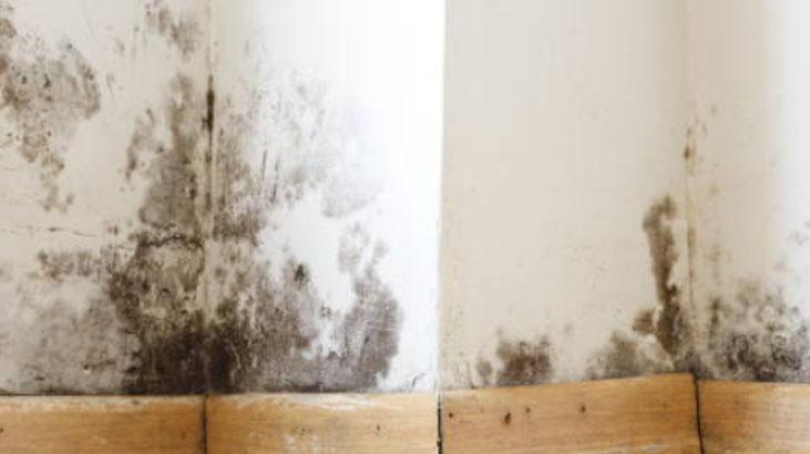 Dolaba kestane koyun, rutubet ve güvelerle vedalaşın Ukraynalıların sırrı Dolaba kestane koyun, rutubet ve güvelerle vedalaşın Ukraynalıların sırrı