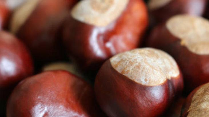 Dolaba kestane koyun, rutubet ve güvelerle vedalaşın Ukraynalıların sırrı Dolaba kestane koyun, rutubet ve güvelerle vedalaşın Ukraynalıların sırrı