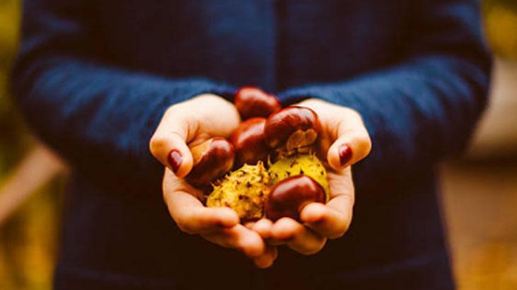 Dolaba kestane koyun, rutubet ve güvelerle vedalaşın Ukraynalıların sırrı Dolaba kestane koyun, rutubet ve güvelerle vedalaşın Ukraynalıların sırrı