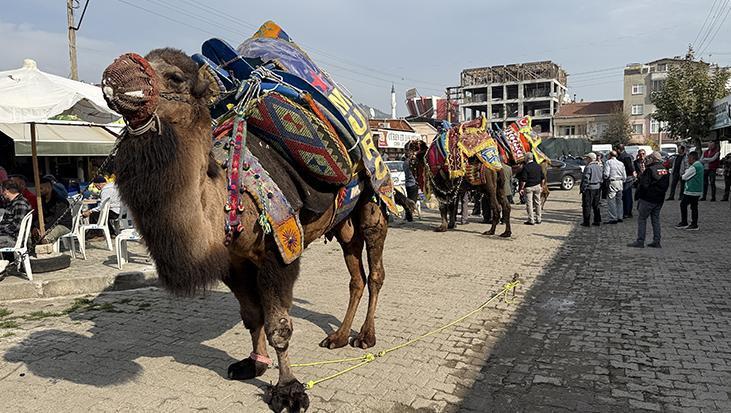 Çan’da 300 yıllık gelenek sürüyor! Develer yeni sezon öncesi havut giydi