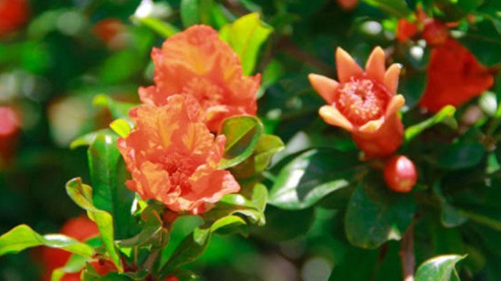 Hem faydası var hem rengi: Osmanlı kadınlarının favorisiydi Ruj gibi çiçek