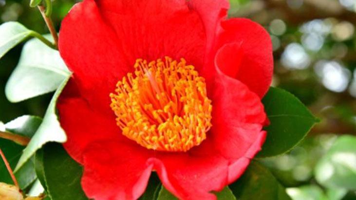 Hem faydası var hem rengi: Osmanlı kadınlarının favorisiydi Ruj gibi çiçek